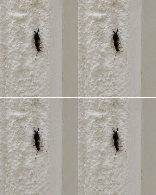 If you have found this insect in your home, it’s a sign that you need to…