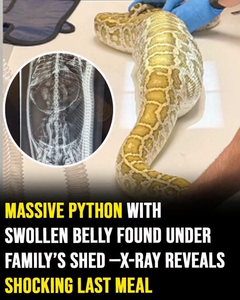Massive python with swollen belly found under family’s shed — X-ray reveals its last meal