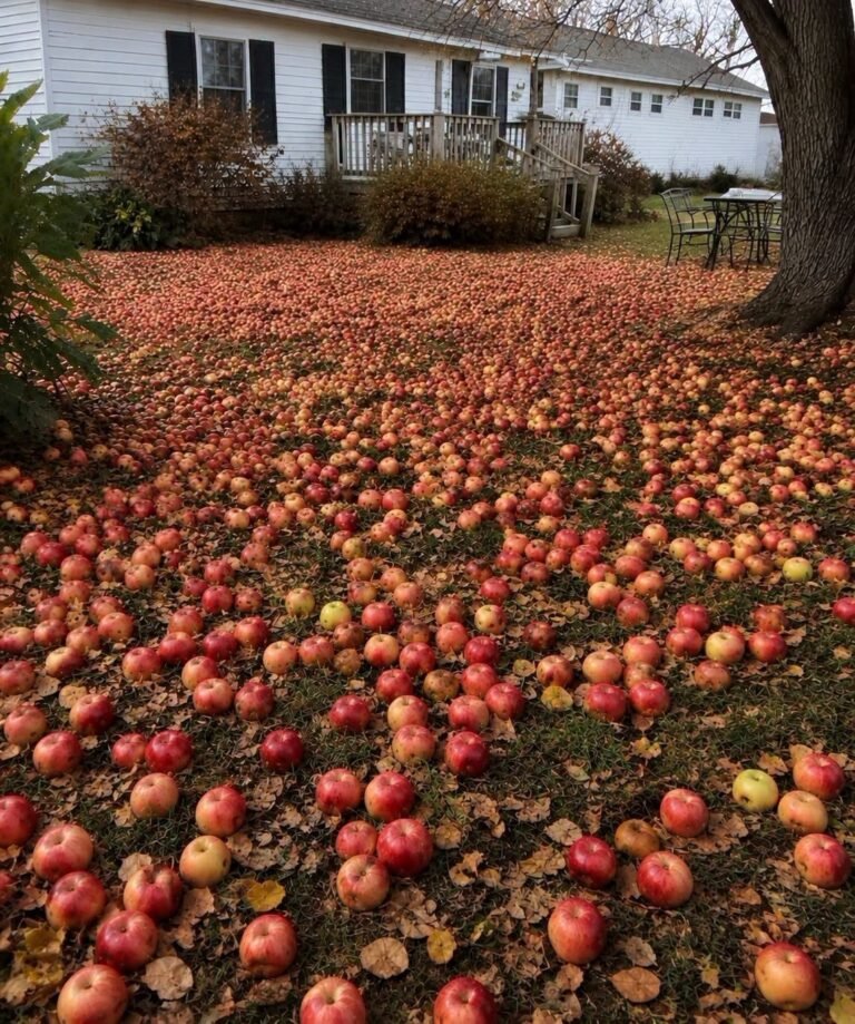 My Neighbor Wanted Me to Remove My Apple Tree — Then Something Unexpected Happened in My Yard