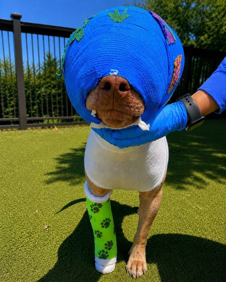 Buddy Survived a Horrific Act of Cruelty—Now Look at Him Today