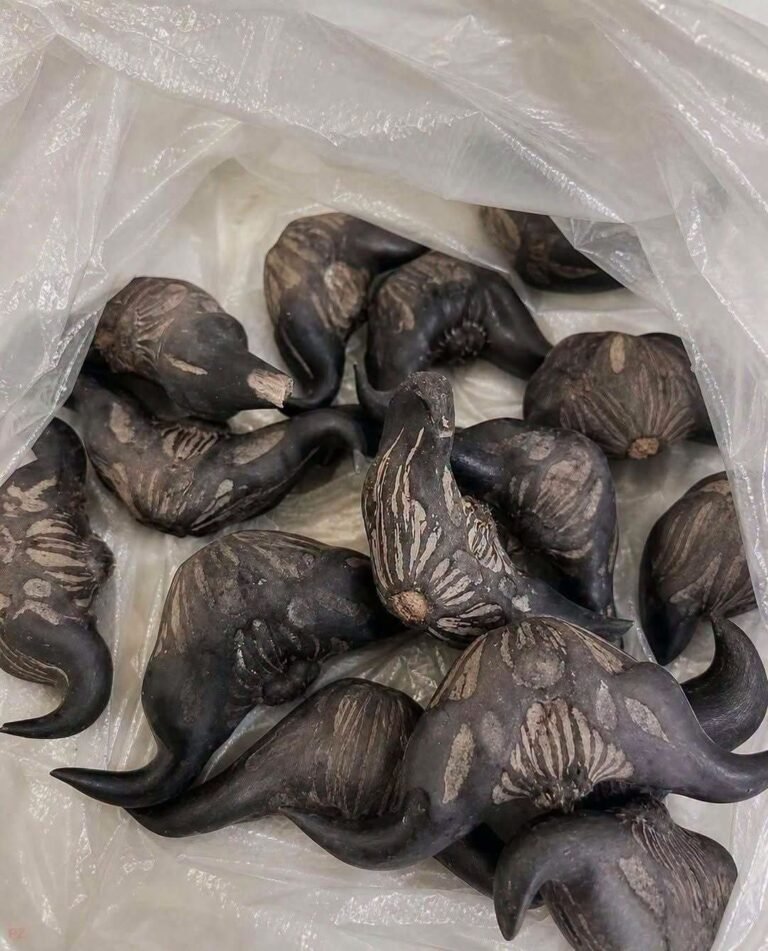 My Neighbor Gave Me These Strange Fruits – Does Anyone Know What They Are?