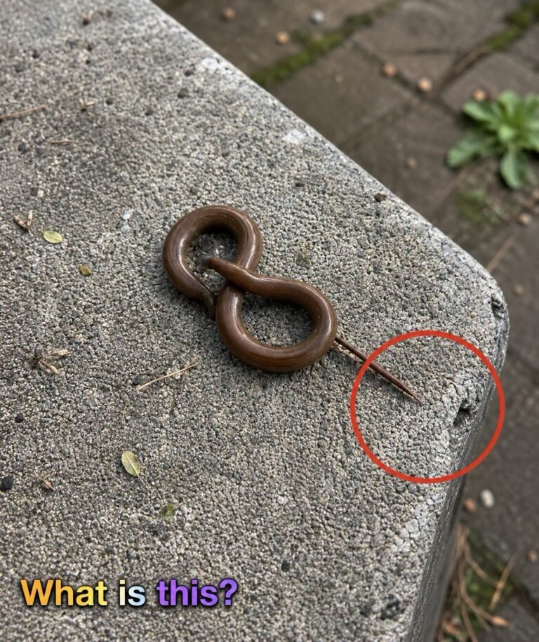 I Stepped Outside One Morning and Came Across Something I Never Expected to See