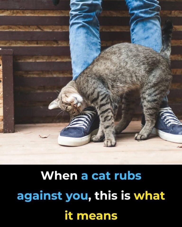 When a cat rubs against you, this is what it means