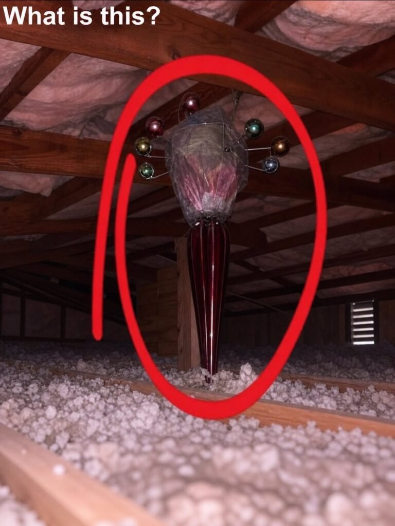 How to Identify Strange Attic Finds Before Jumping to Conclusions