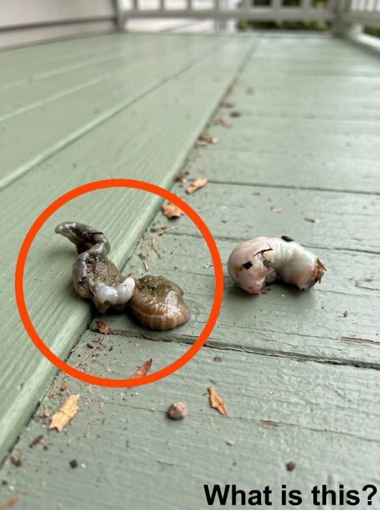 My Balcony Discovery Left Me Paralyzed With Fear Until I Saw The Truth