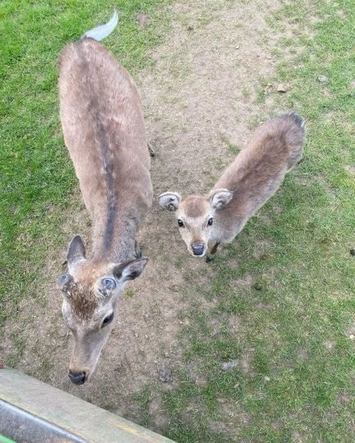 I THOUGHT THEY WERE JUST CURIOUS DEER—UNTIL I SAW WHAT THE LITTLE ONE WAS CARRYING