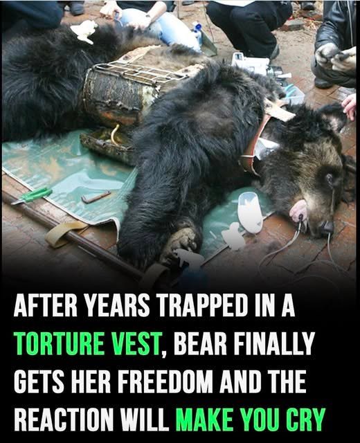 Bear Caesar Finally Freed After Years In Cruel Torture Vest!