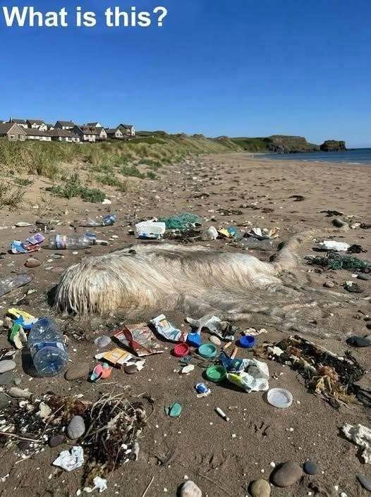 I Thought This Strange Creature on the Beach Was From Another World—Then I Learned the Terrifying Truth