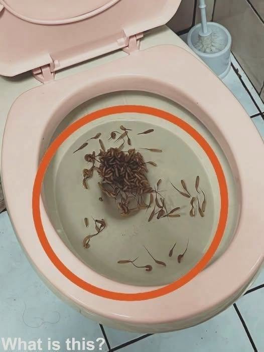 I Checked My Bathroom After the Storm and Froze When I Saw What Was in the Toilet